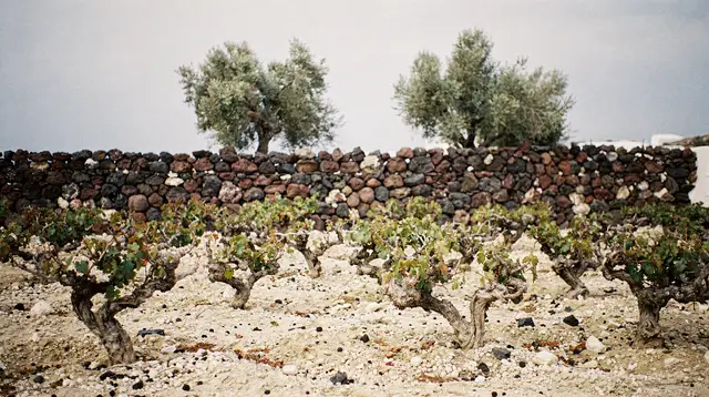 Small-Group Athens Wine Tasting